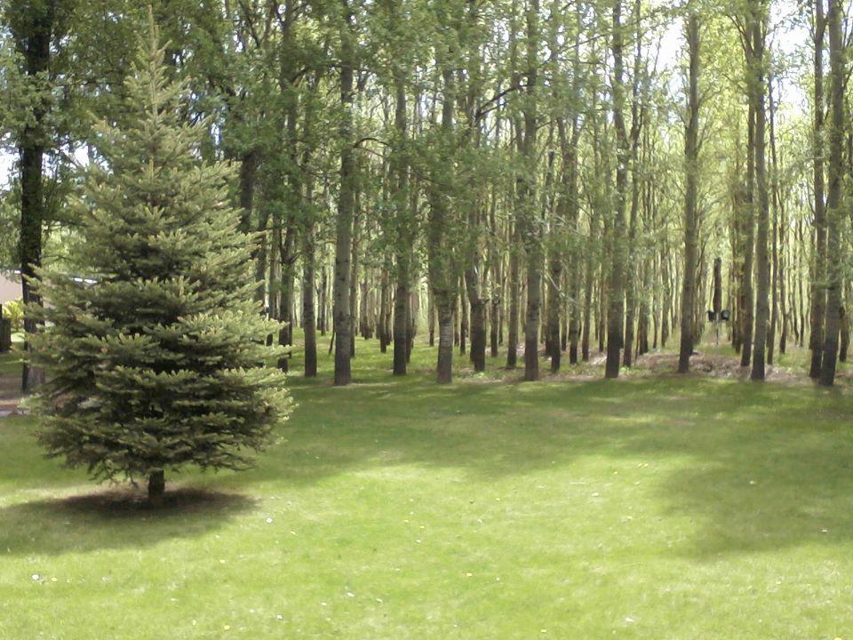 Terrazas En El Bosque Cabanas Malargüe Exterior foto